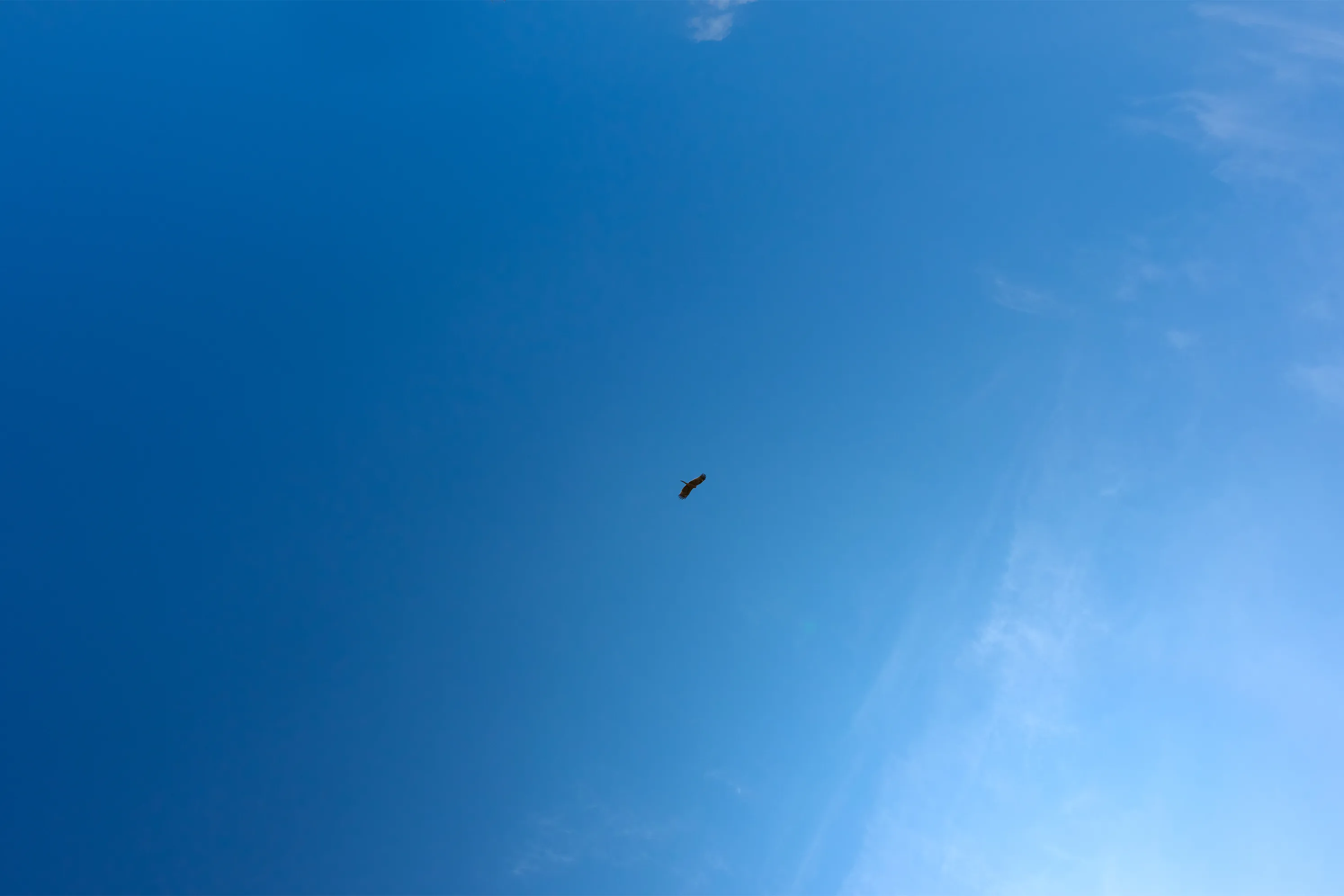 羽を広げて飛ぶ鳥と青空