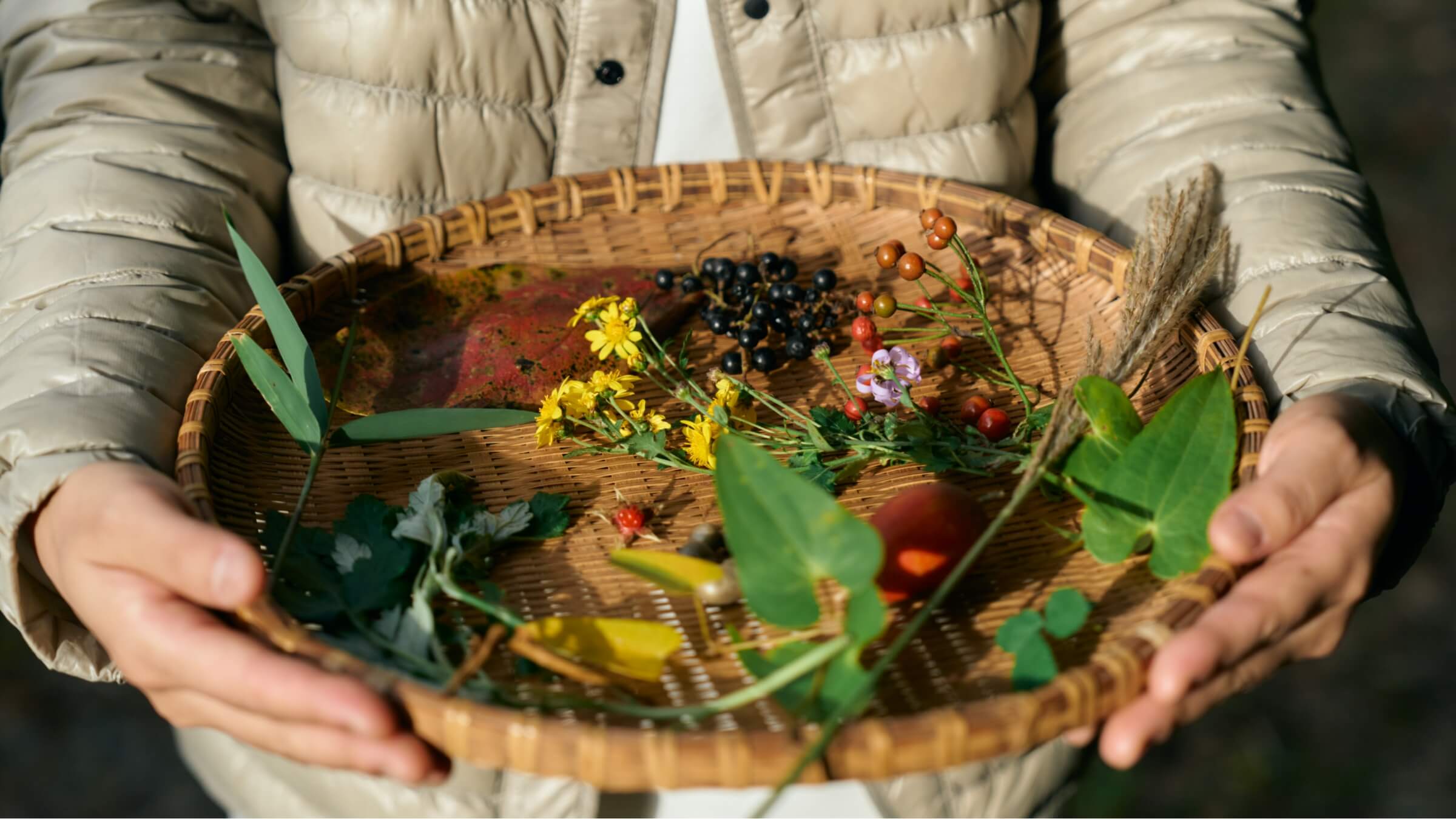 山の中の植物