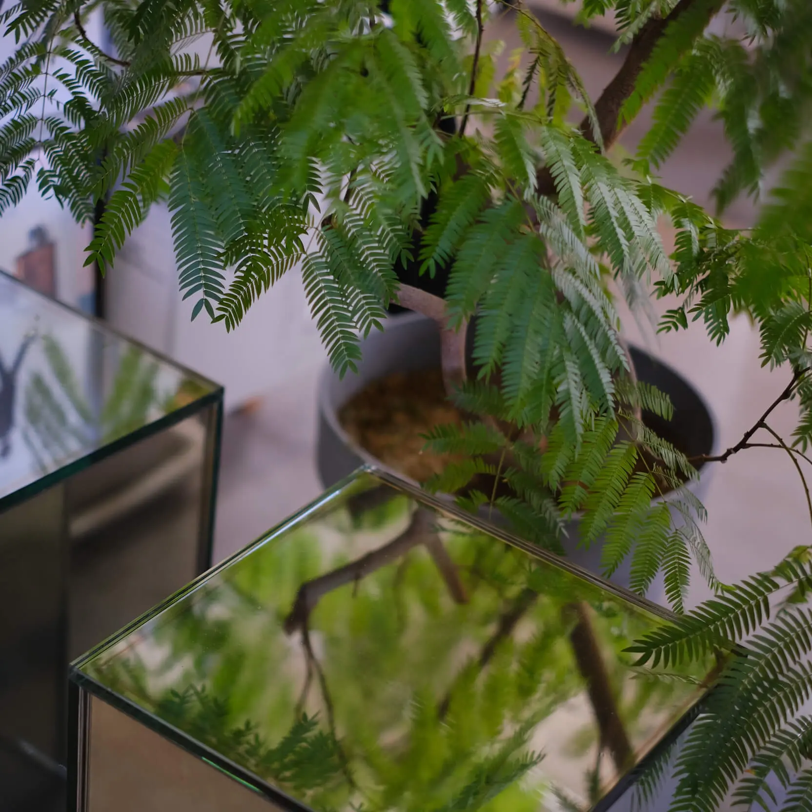観葉植物と家具のガラス面に観葉植物が反射する
