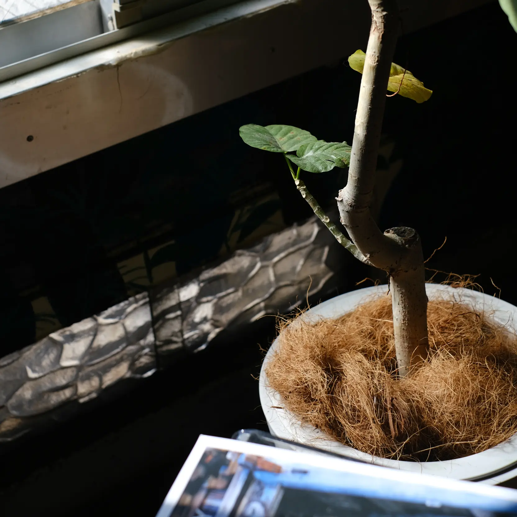観葉植物